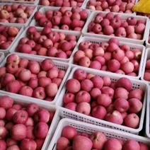 陕西洛川晚熟红富士苹果现乙成熟，欢迎各位果商前来选购，