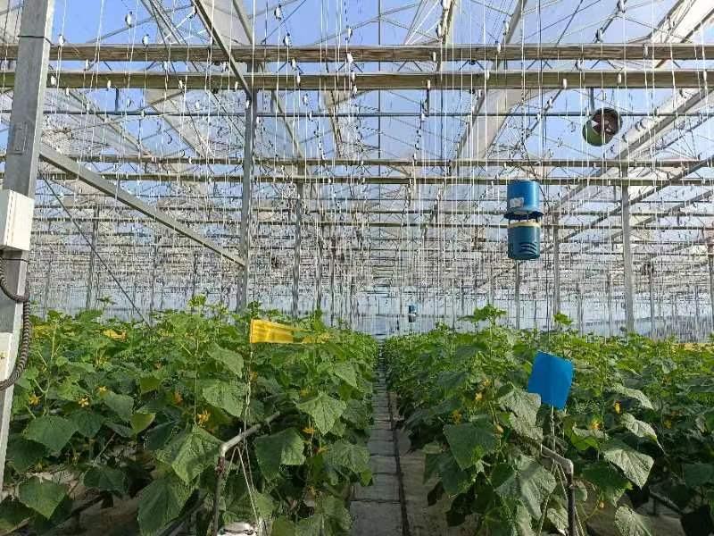 黄瓜植株生长环境图示