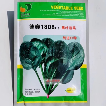 德赛1808黑叶菠菜种籽丹麦进口菠菜种子直立性好耐捆绑