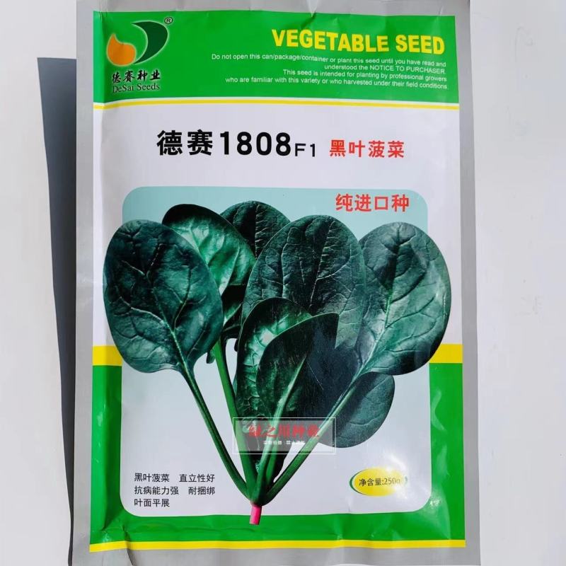 德赛1808黑叶菠菜种籽丹麦进口菠菜种子直立性好耐捆绑