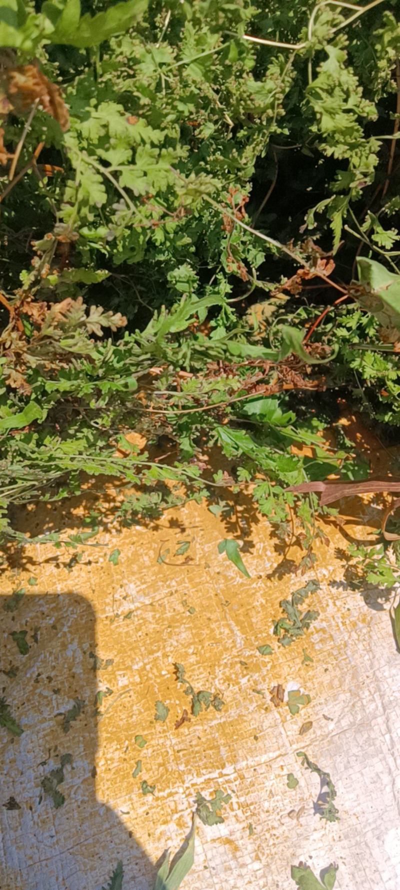 海金沙，纯人工弄的，干净无杂质，160目筛子
