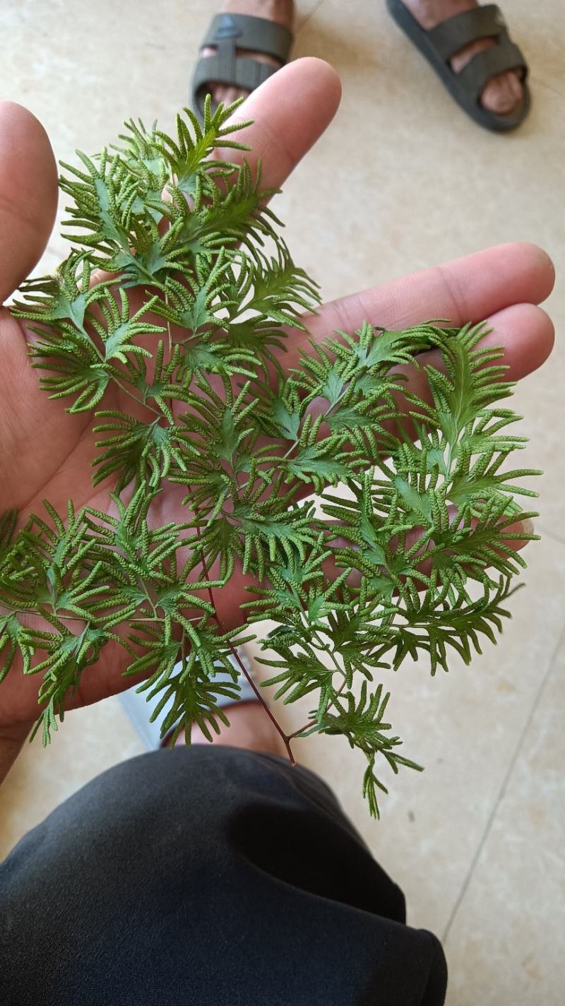 海金沙，纯人工弄的，干净无杂质，160目筛子