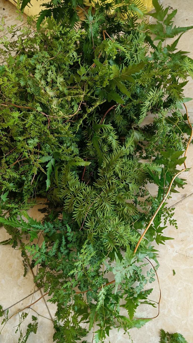 海金沙，纯人工弄的，干净无杂质，160目筛子