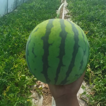 精品美都麒麟西瓜🍉