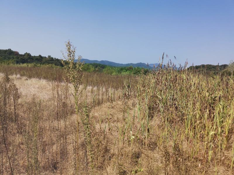 武汉周边废弃学校带六十亩平整土地出租或合作