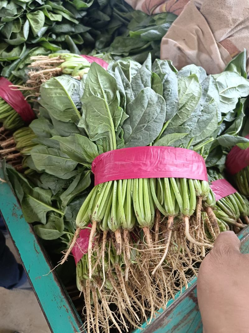 我是河北省邯郸市永年区菠菜市场，大量现货，需要联系我