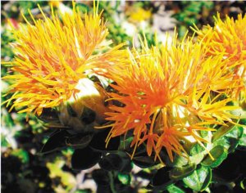 纯新红花籽好种植好管理，回收产品
