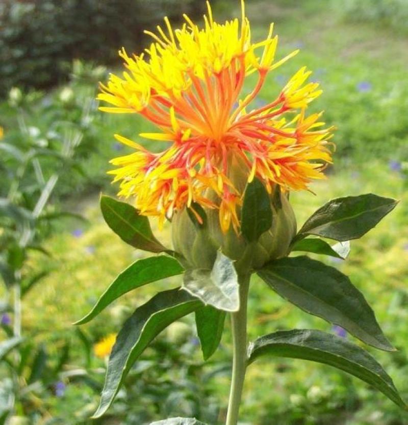 纯新红花籽好种植好管理，回收产品