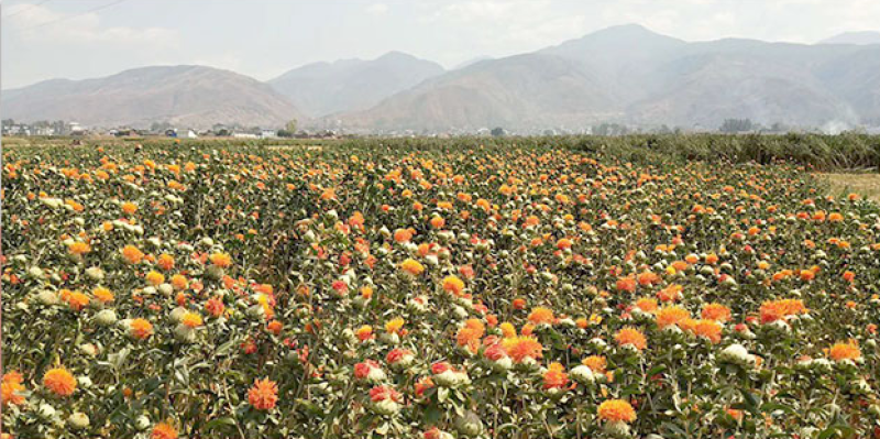 纯新红花籽好种植好管理，回收产品
