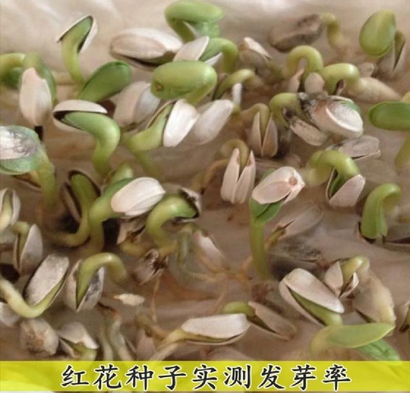 纯新红花籽好种植好管理，回收产品