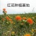 纯新红花籽好种植好管理，回收产品