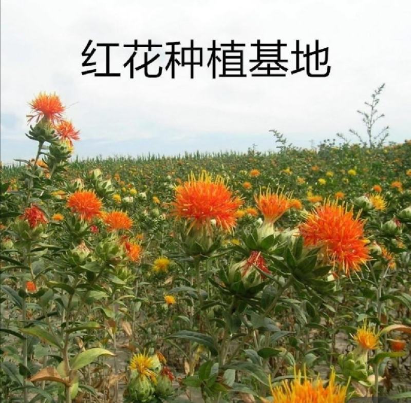 纯新红花籽好种植好管理，回收产品