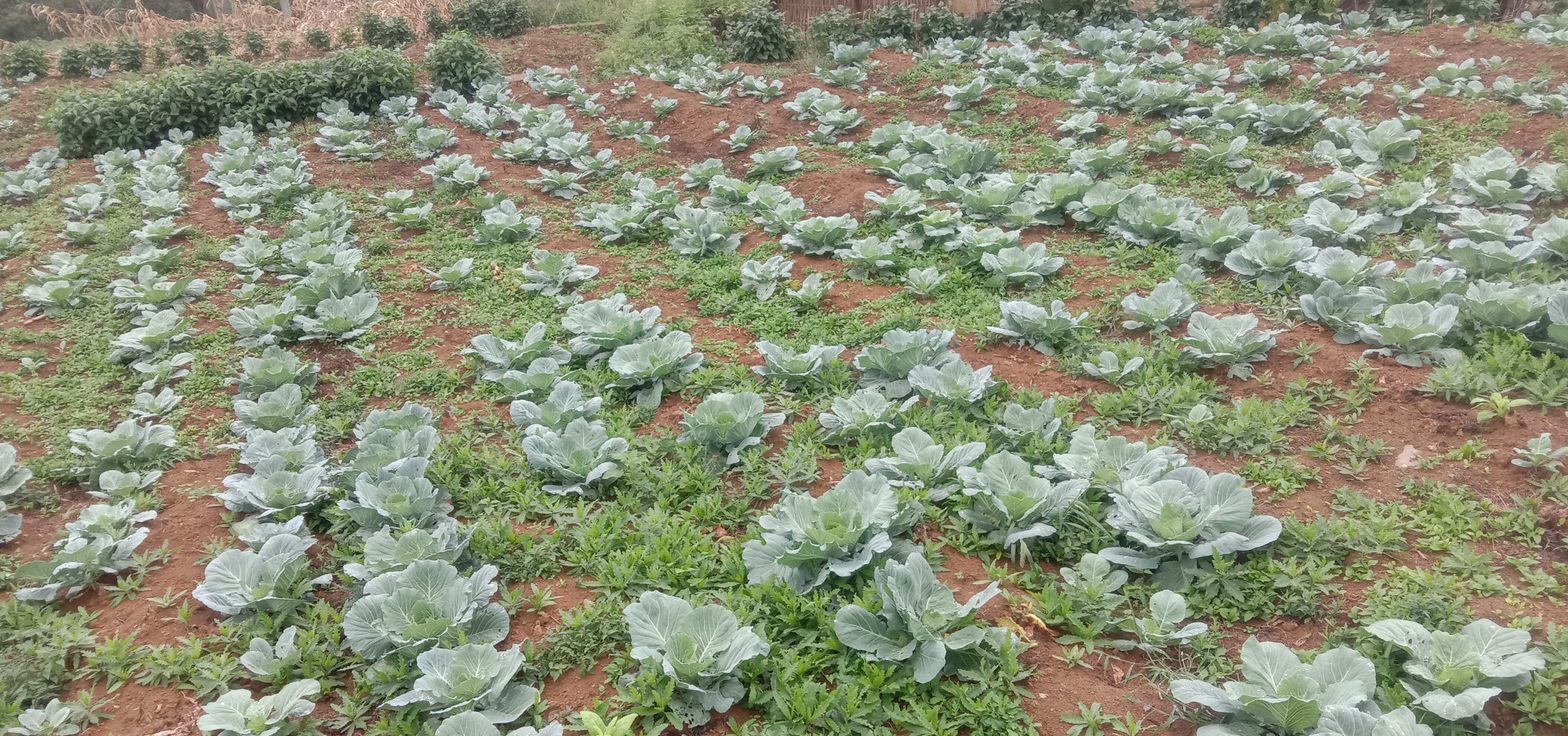 甘蓝类蔬菜市场消费趋势图