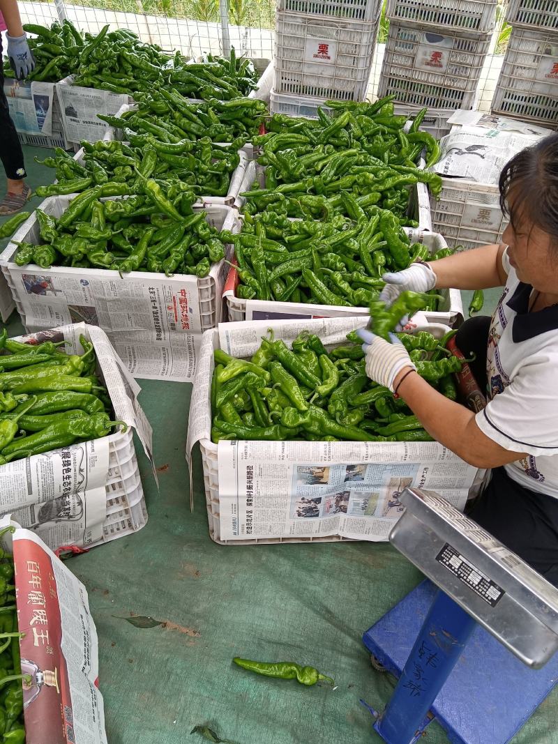 薄皮椒（芜湖椒）