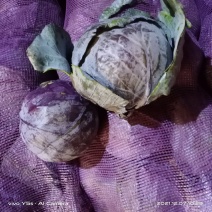 紫甘蓝，甘肃张掖蔬菜专业代办老侯。现砍现发货，普来米罗为