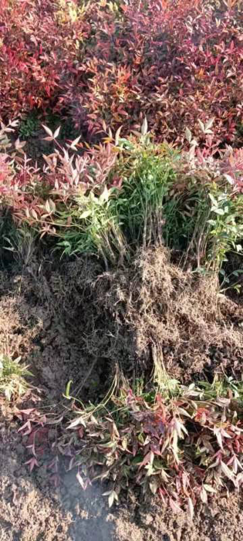 南天竹1年床苗，大量供应优惠多多，欢迎老板前来订购