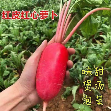 正宗高山红心萝卜白萝卜供应欢迎大家前来选购