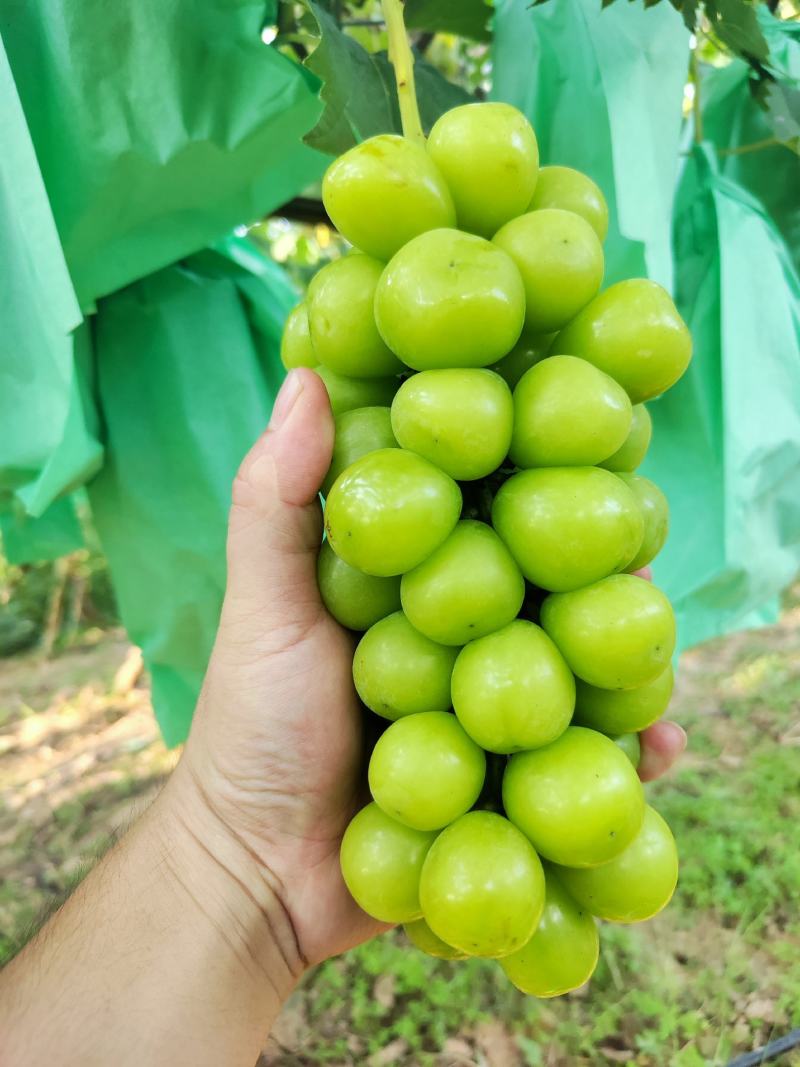 河南精品葡萄阳光玫瑰一手货源优质货源产地直发量大价优