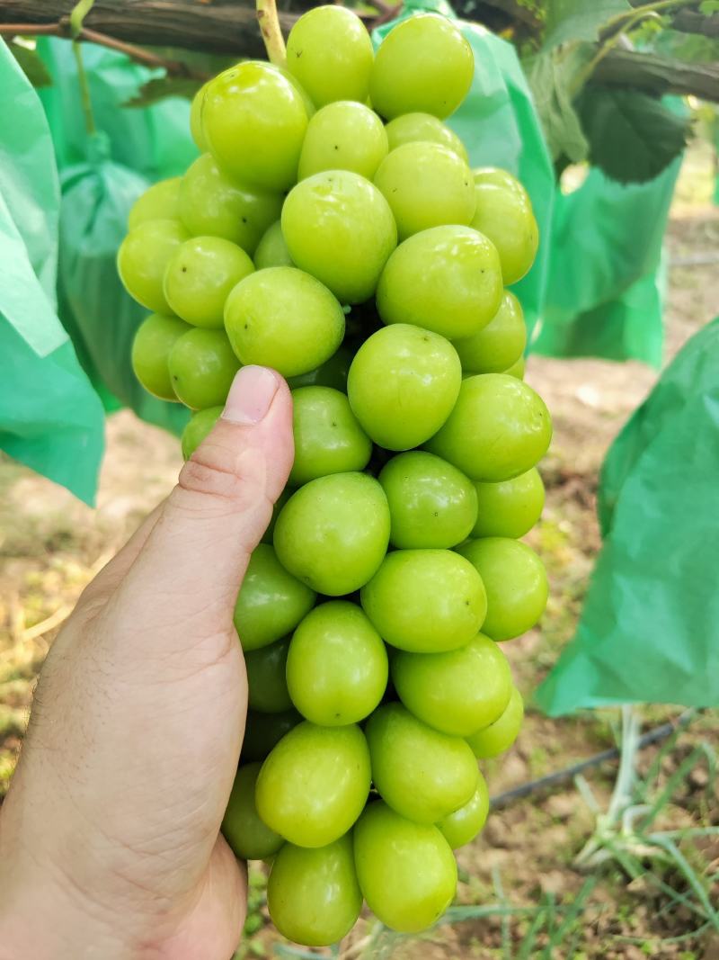 河南精品葡萄阳光玫瑰一手货源优质货源产地直发量大价优