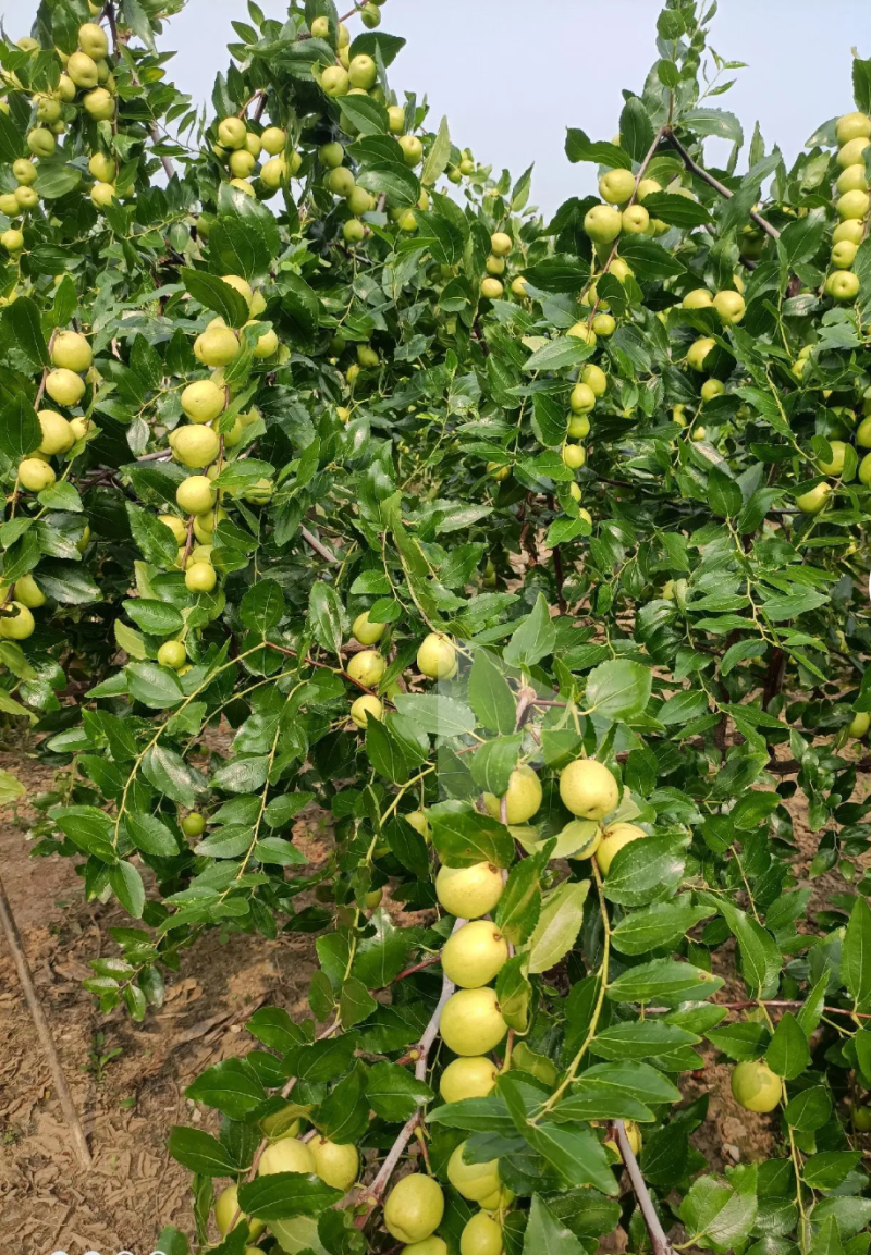 大梨枣、青枣（制作蜜枣、蜜饯、果脯）原料生产基地地头直发