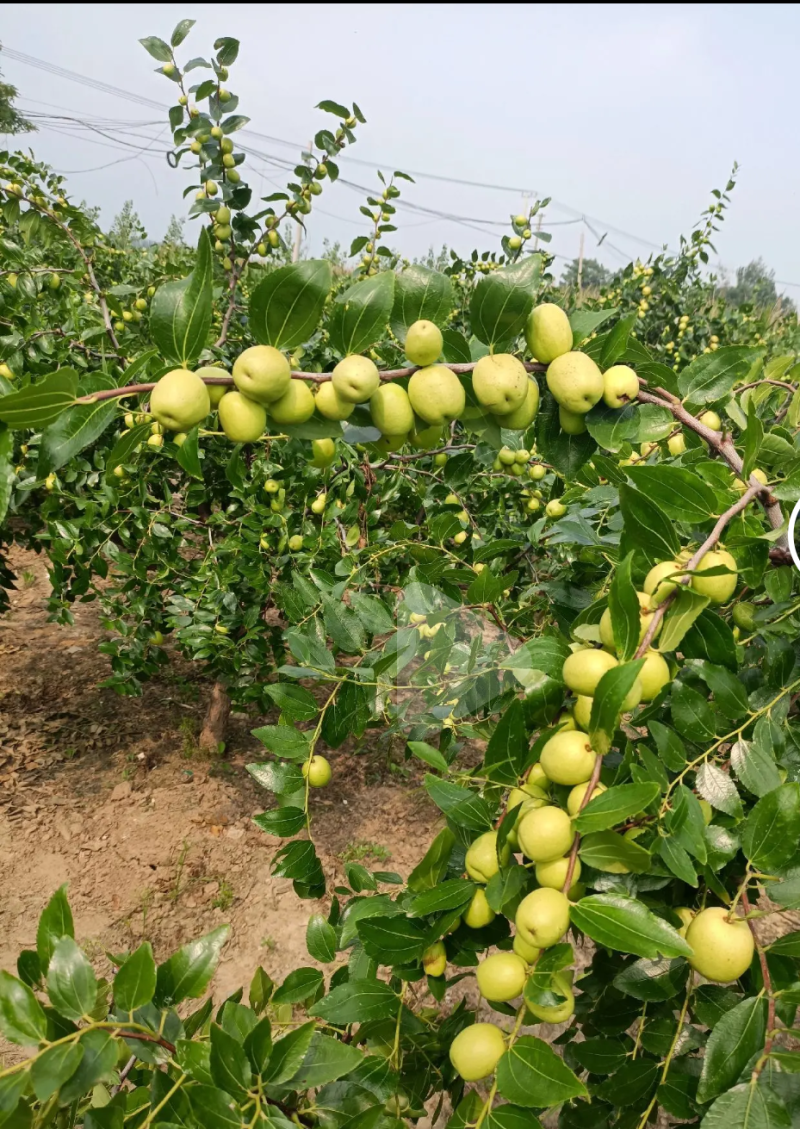 大梨枣、青枣（制作蜜枣、蜜饯、果脯）原料生产基地地头直发