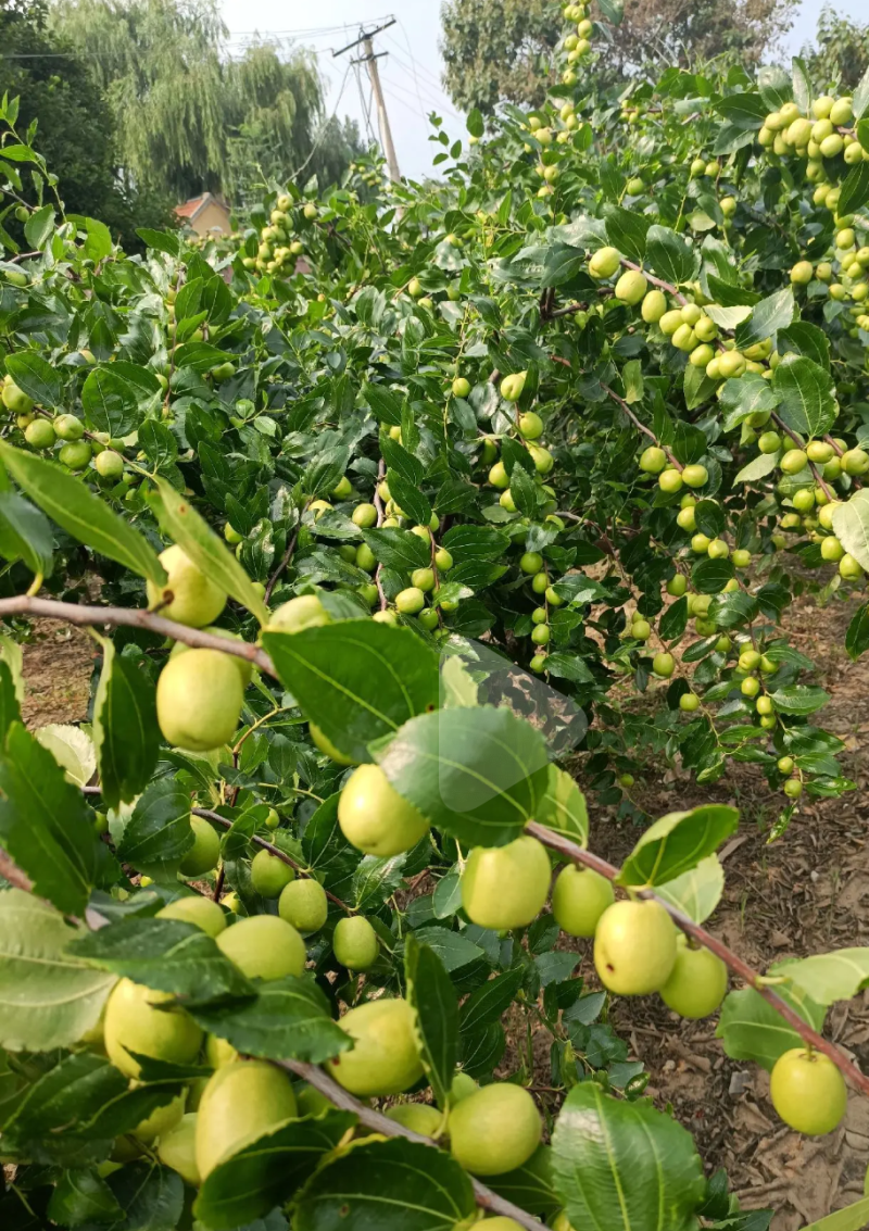 大梨枣、青枣（制作蜜枣、蜜饯、果脯）原料生产基地地头直发