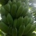 广粉一号芭蕉