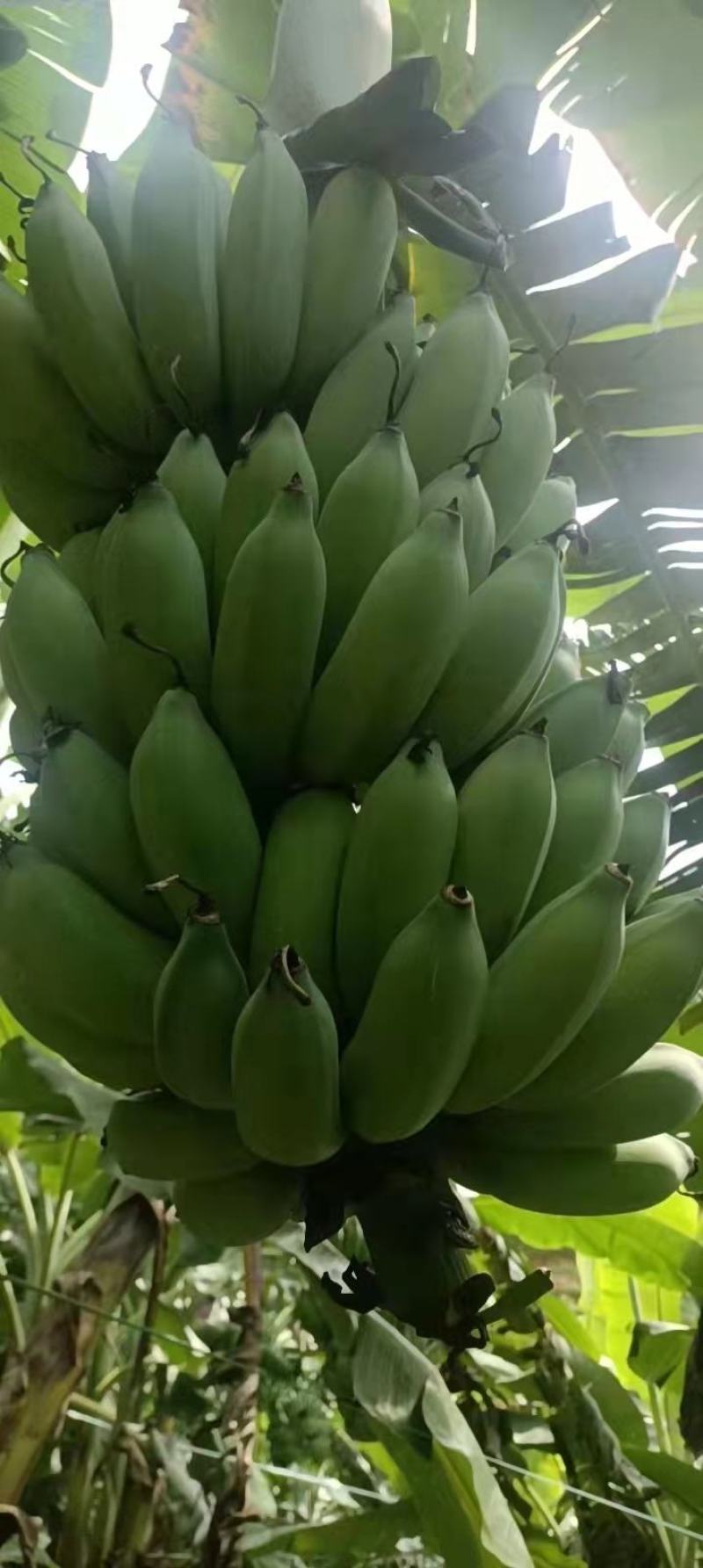 广粉一号芭蕉
