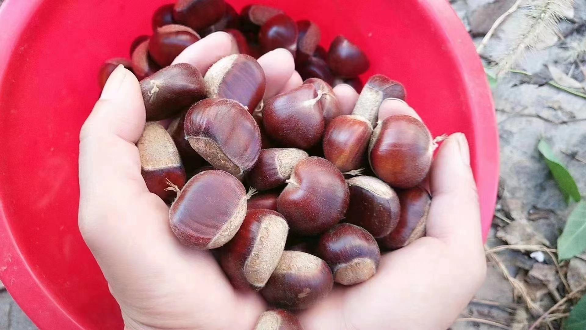 一座现代化的锥栗加工厂车间内景,不锈钢传送带正将清洗后的锥栗送入烘干设备,几名身穿白色工作服的技术人员在操作智能控制面板,旁边货架上整齐摆放着印有‘政和锥栗 地理标志产品’字样的真空包装成品,天花板装有LED照明,整体环境干净整洁,体现农业产业化与科技融合的趋势 现代化锥栗加工厂内部场景