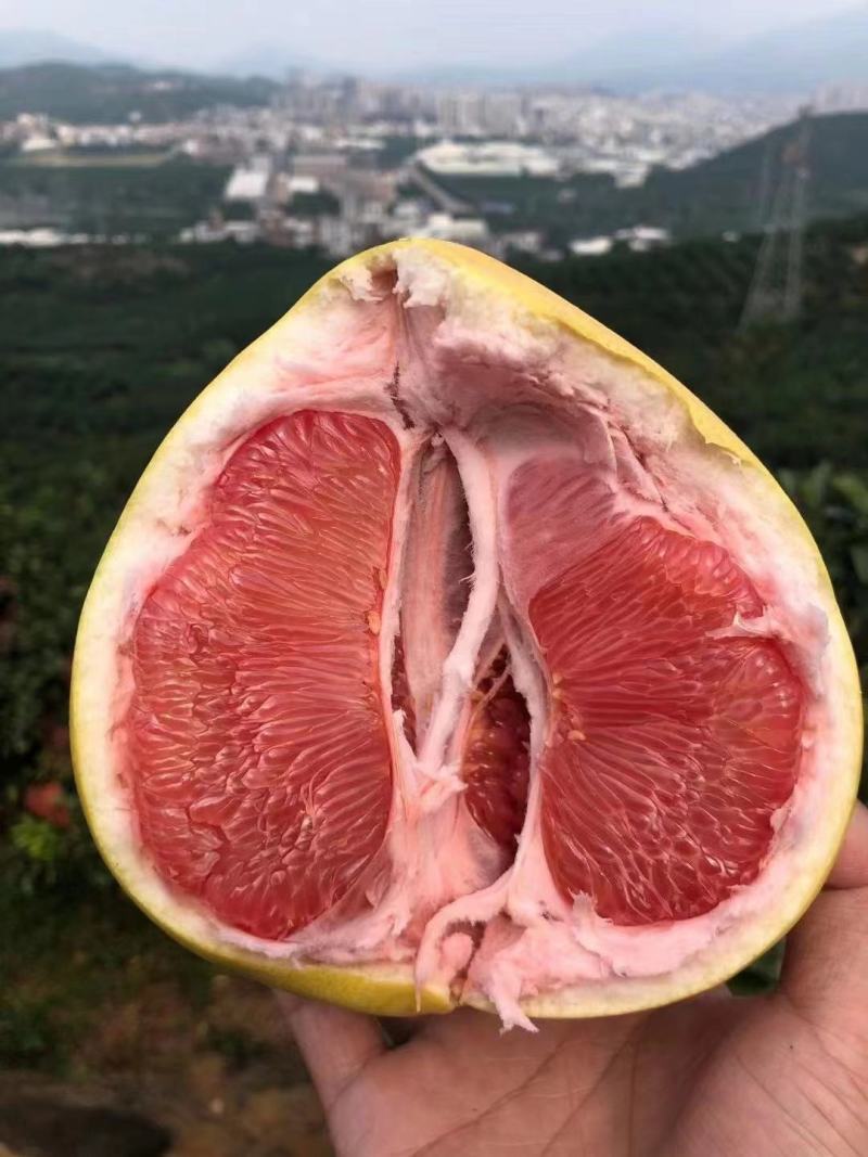 福建平和琯溪蜜柚（小溪镇）包邮直发