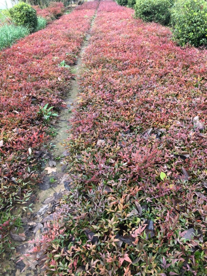 南天竹1年床苗，大量供应优惠多多，欢迎老板前来订购