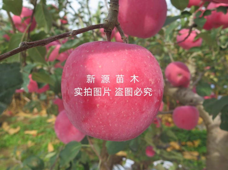 众成一号苹果苗嫁接苗南北方可种植包成活包结果支持技术指导