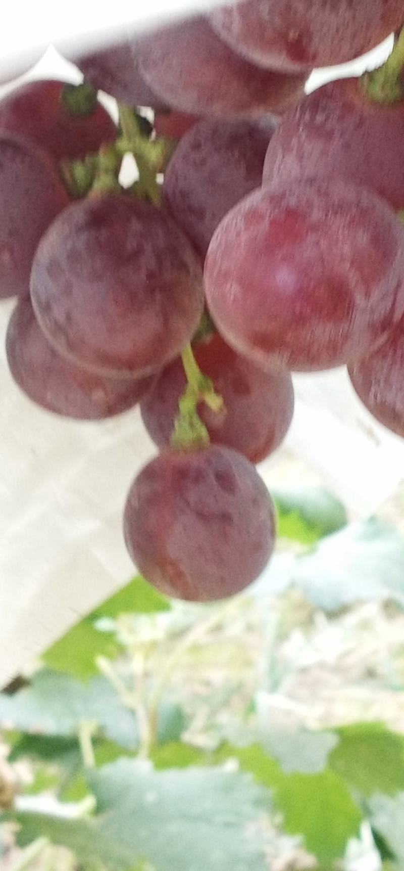 红提葡萄