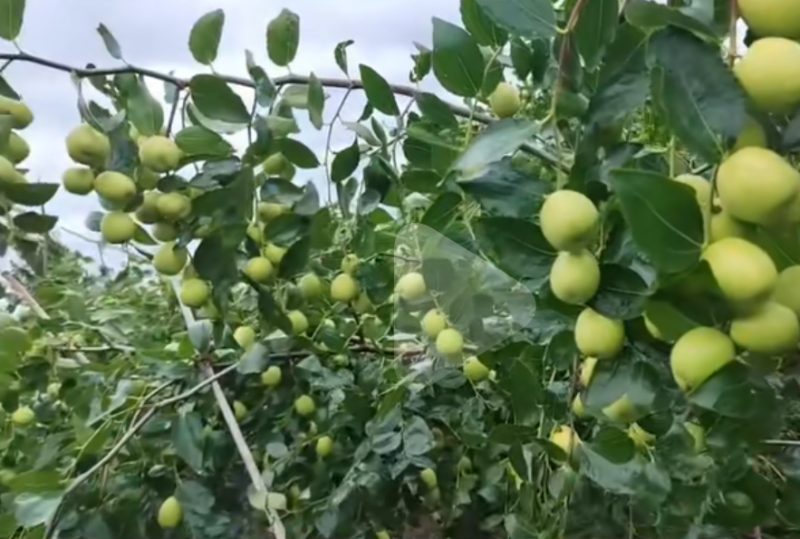 青枣（蜜枣、果脯、果干、蜜饯等加工原料）