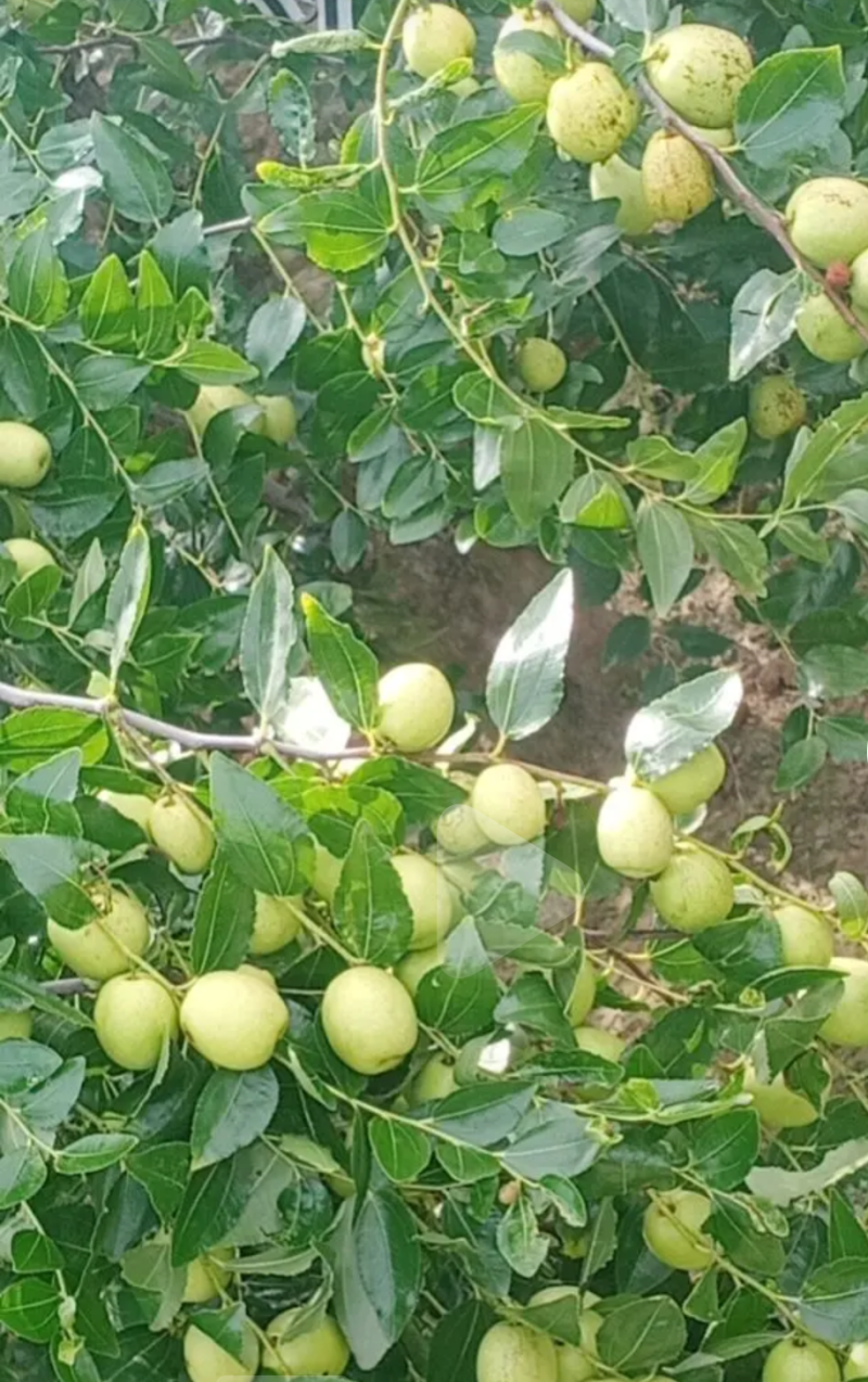 青枣（蜜枣、果脯、果干、蜜饯等加工原料）