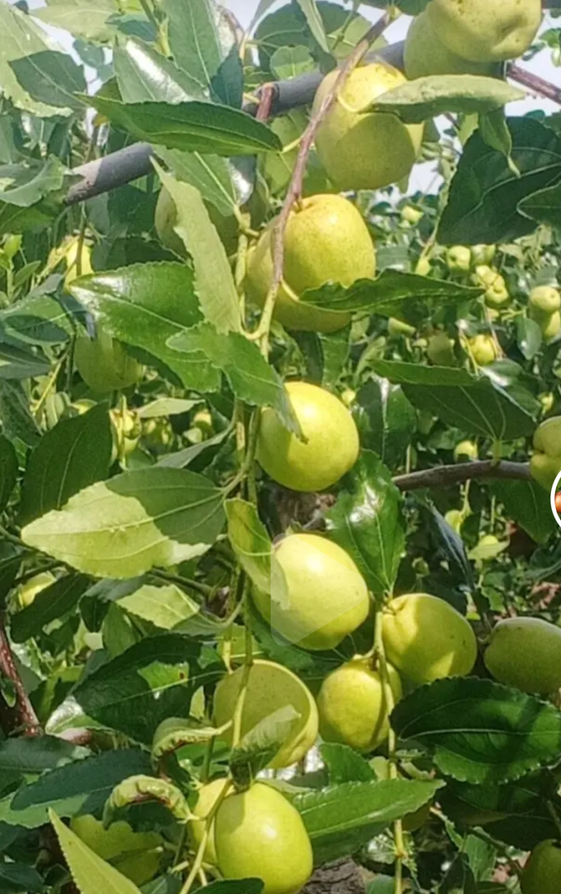 青枣（蜜枣、果脯、果干、蜜饯等加工原料）