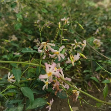 风车茉莉