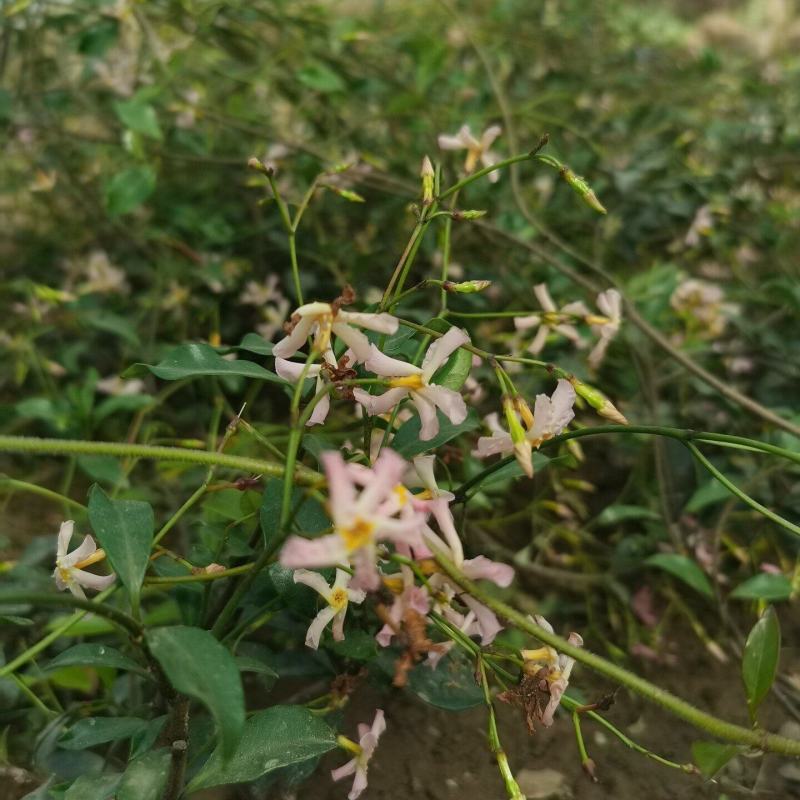 风车茉莉
