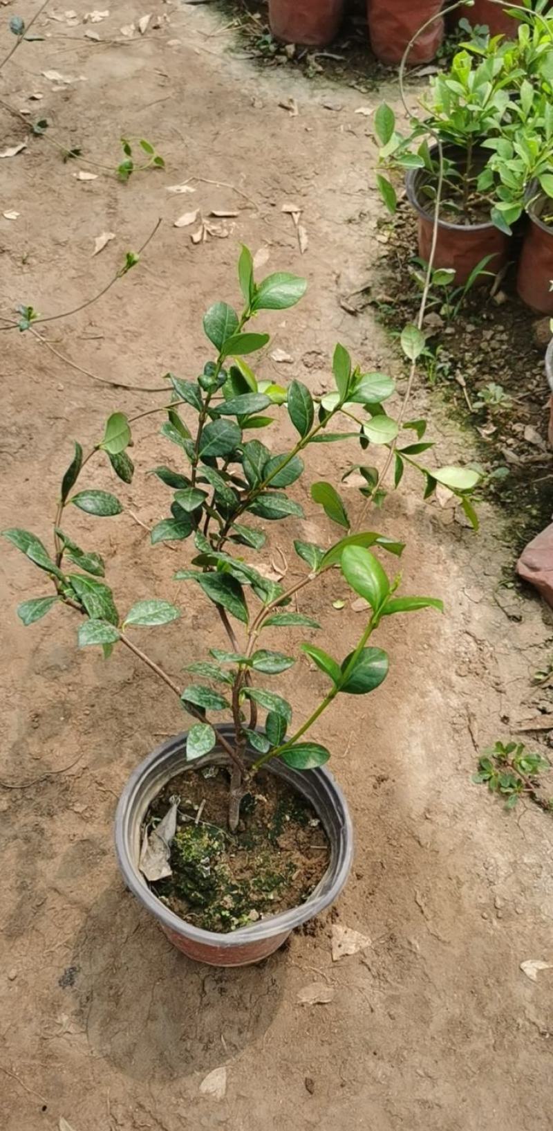 风车茉莉