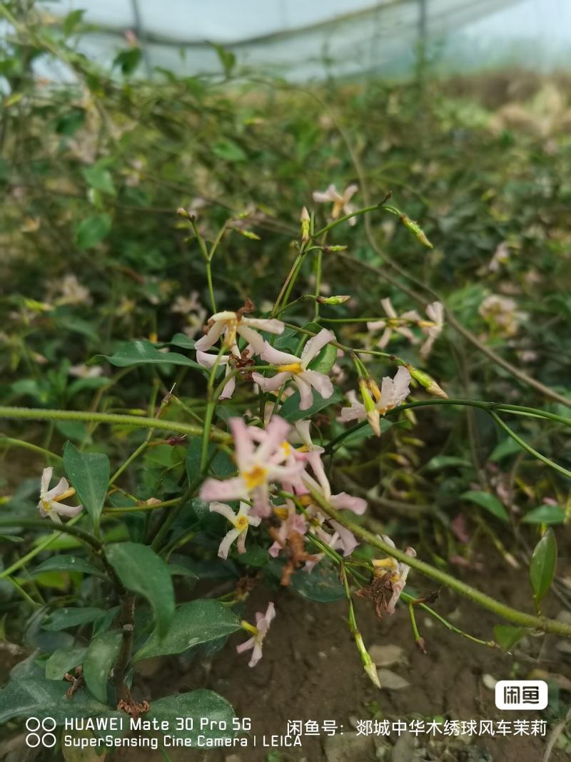 风车茉莉