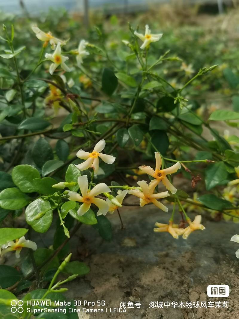 风车茉莉