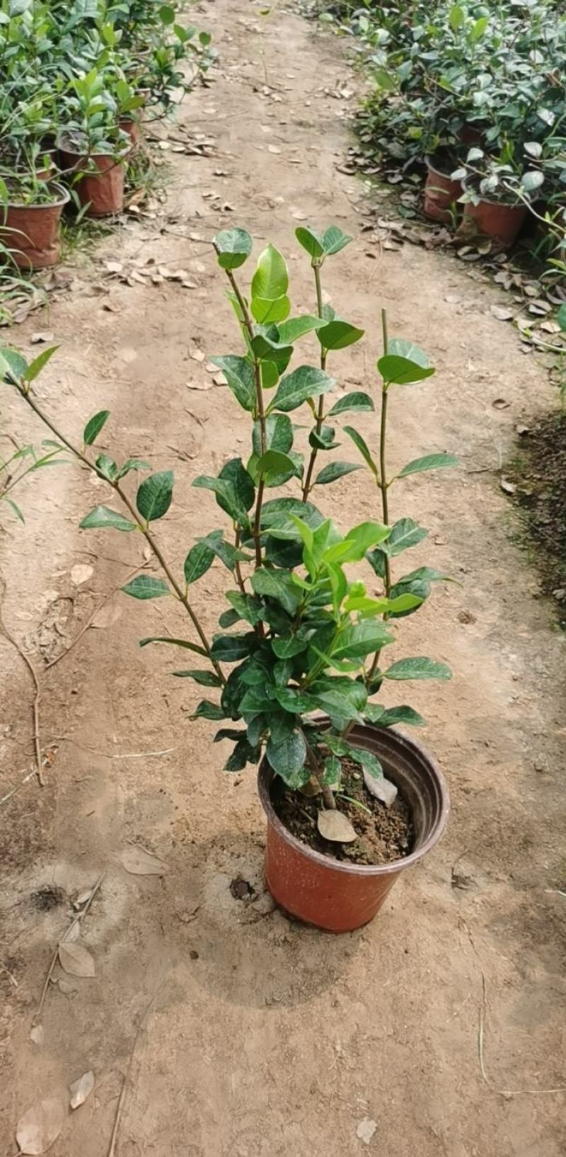 风车茉莉