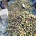大量大叶蜜桃销售