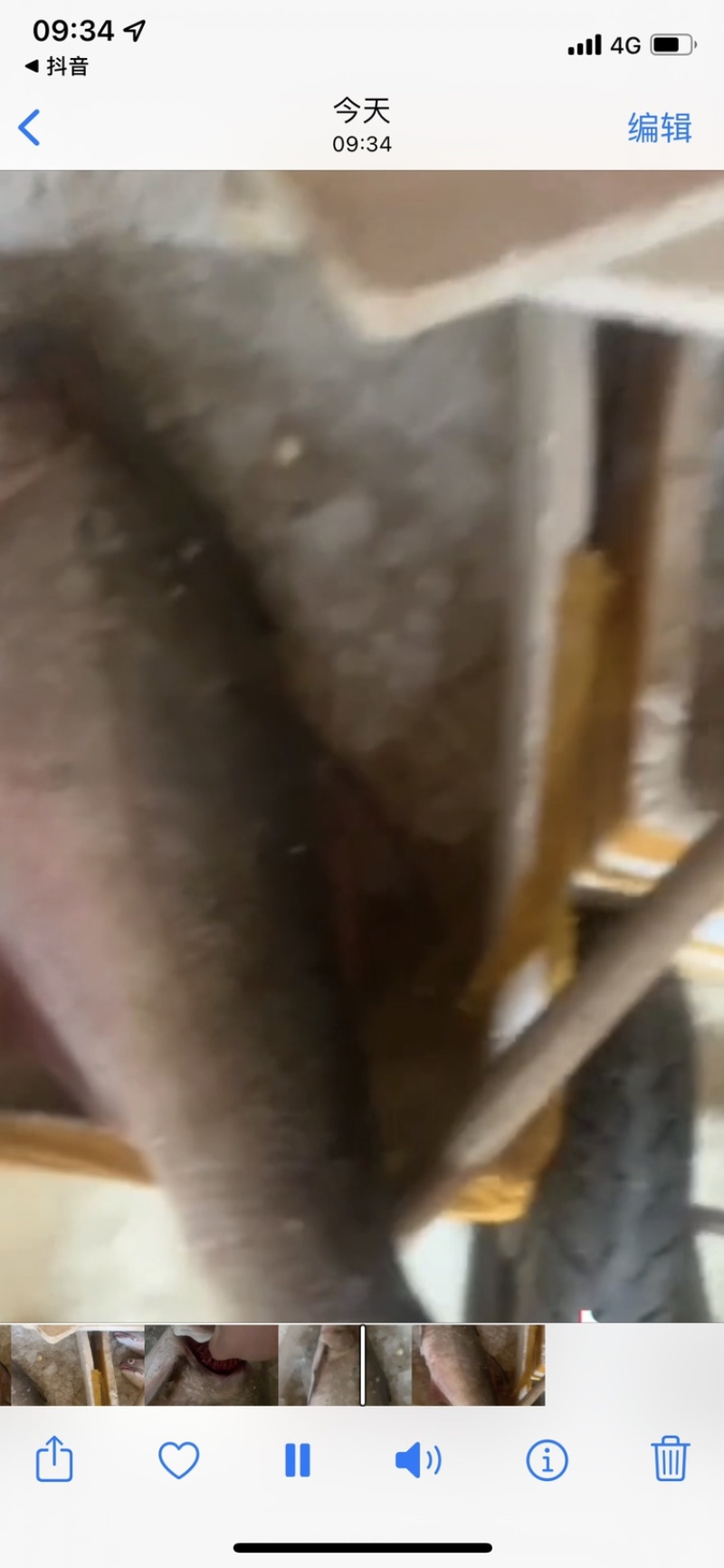 连云港当潮海鲜马友鱼午鱼