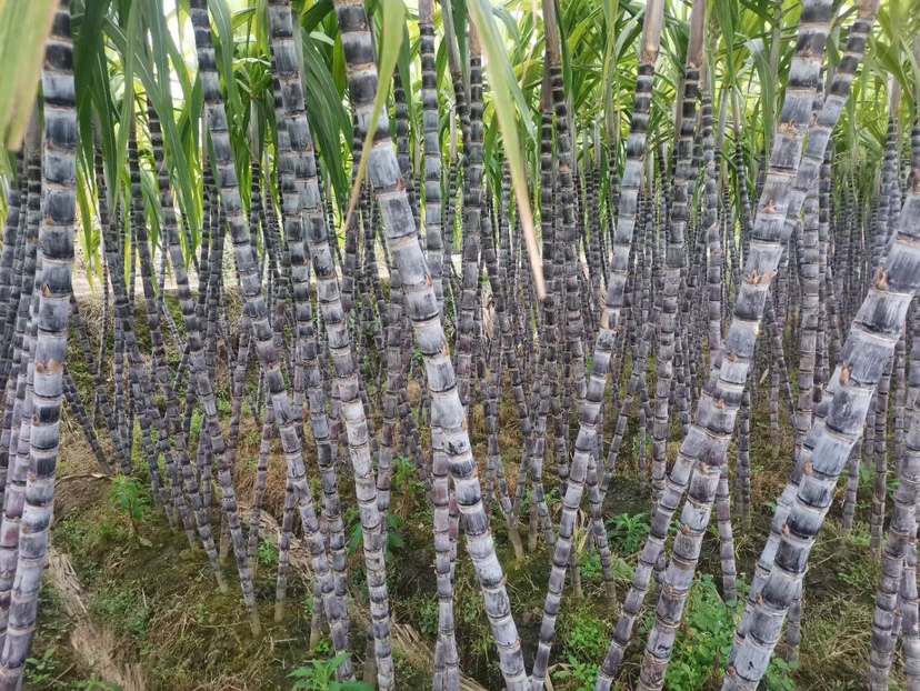 黑皮甘蔗田地全景