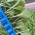 白菜苗黄心大白菜苗秋茬耐寒白菜苗6斤重大白菜苗