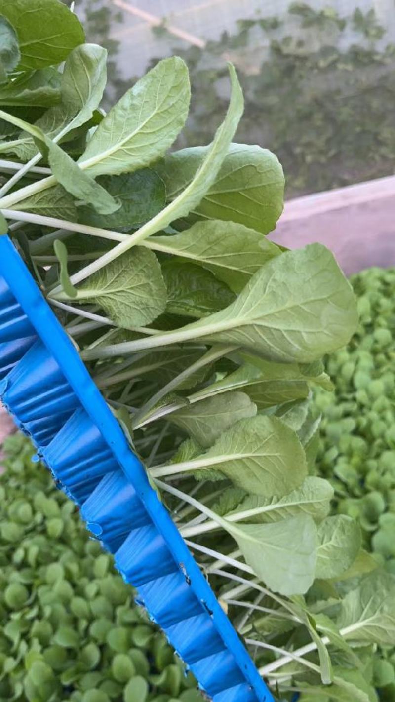 白菜苗黄心大白菜苗秋茬耐寒白菜苗6斤重大白菜苗