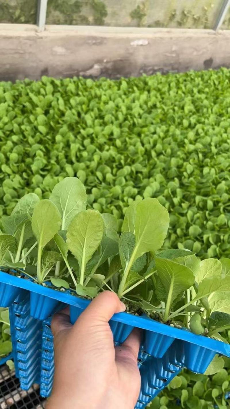 白菜苗黄心大白菜苗秋茬耐寒白菜苗6斤重大白菜苗
