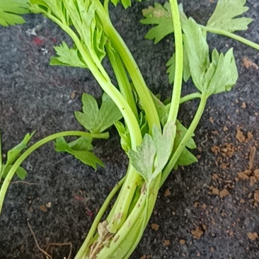 芹菜苗出售