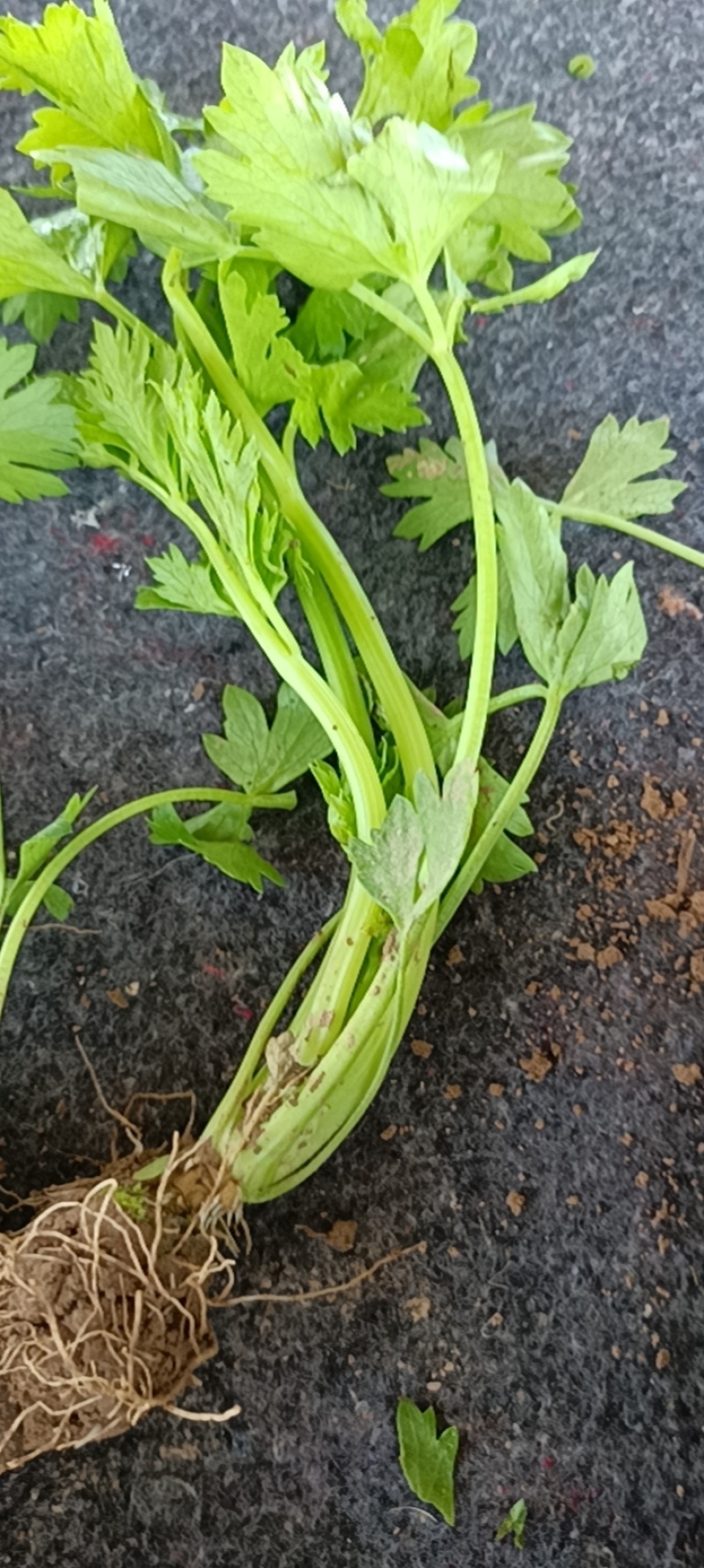 芹菜苗出售